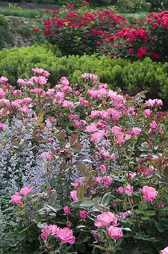 Vista 5 de Green Promise Farms Rosa Knock Out` (Reblooming) Rosa, contenedor de 3 tamaños, flor rosa