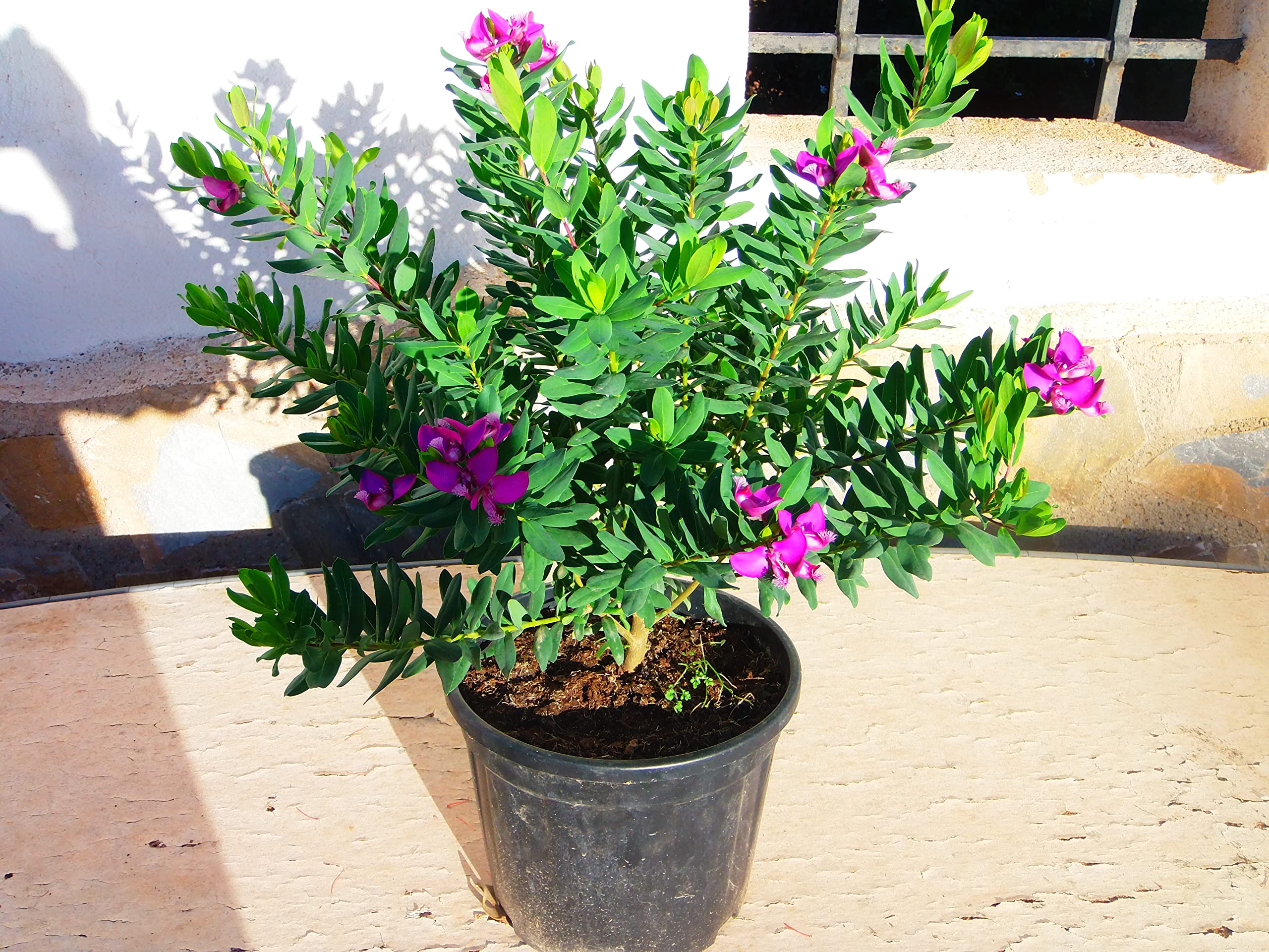 Fleur de croix Polygala myrtifolia - duży krzew
