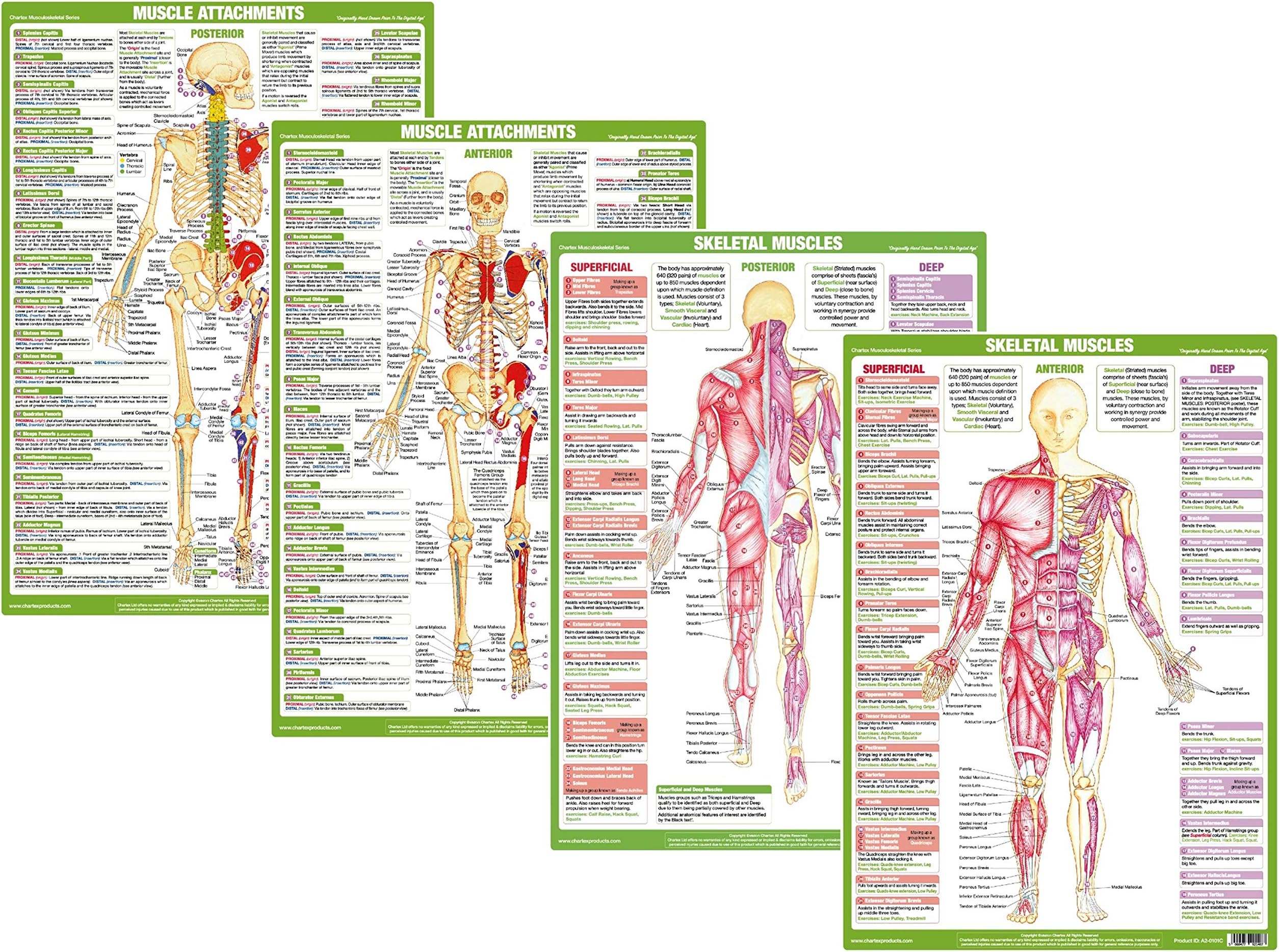 Muscle Anatomy Charts illustrating Superficial and Deep Muscles, Human Anatomy Posters