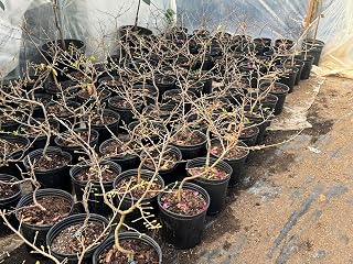 9EzTropical - Vietnamese Ochna integerrima - Mai vàng Vietnam - Cuc Mai Mini Bonsai