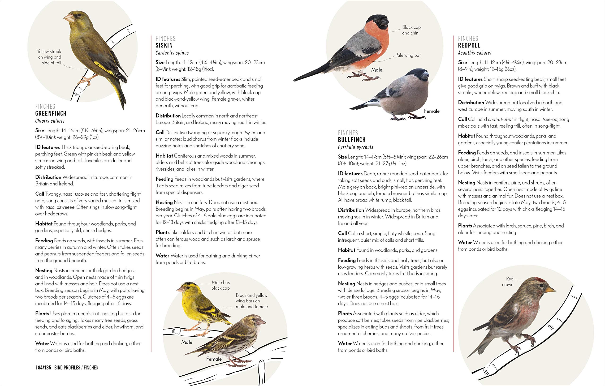 How to Attract Birds to Your Garden: Foods they like, plants they love, shelter they need