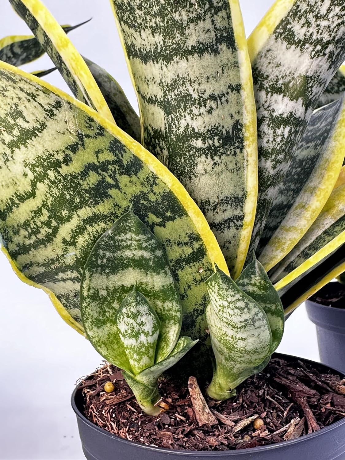 3 Pack of Live Sansevieria in 4 Inch Pots, Snake Plant Low Maintenance Indoor and Outdoor Plant, Air Purifying