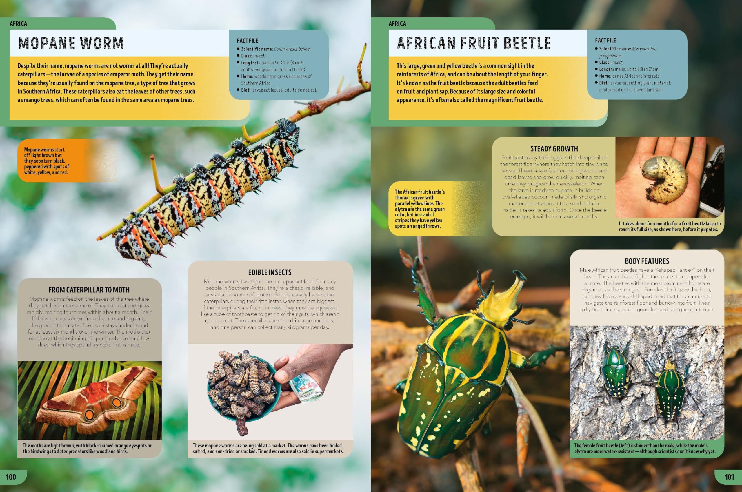 Lonely Planet Kids The Bugs Book: Meet Over 100 Incredible Creepy-Crawlies That Share Our Planet (The Fact Book)