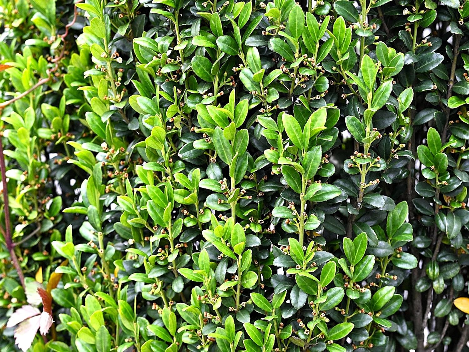 Greenwood Nursery: Live Trees - Sky Pencil Japanese Holly Tree + Ilex Crenata - [Qty: 5X 2.5 Pots] - (Click for Other Available Plants/Quantities)