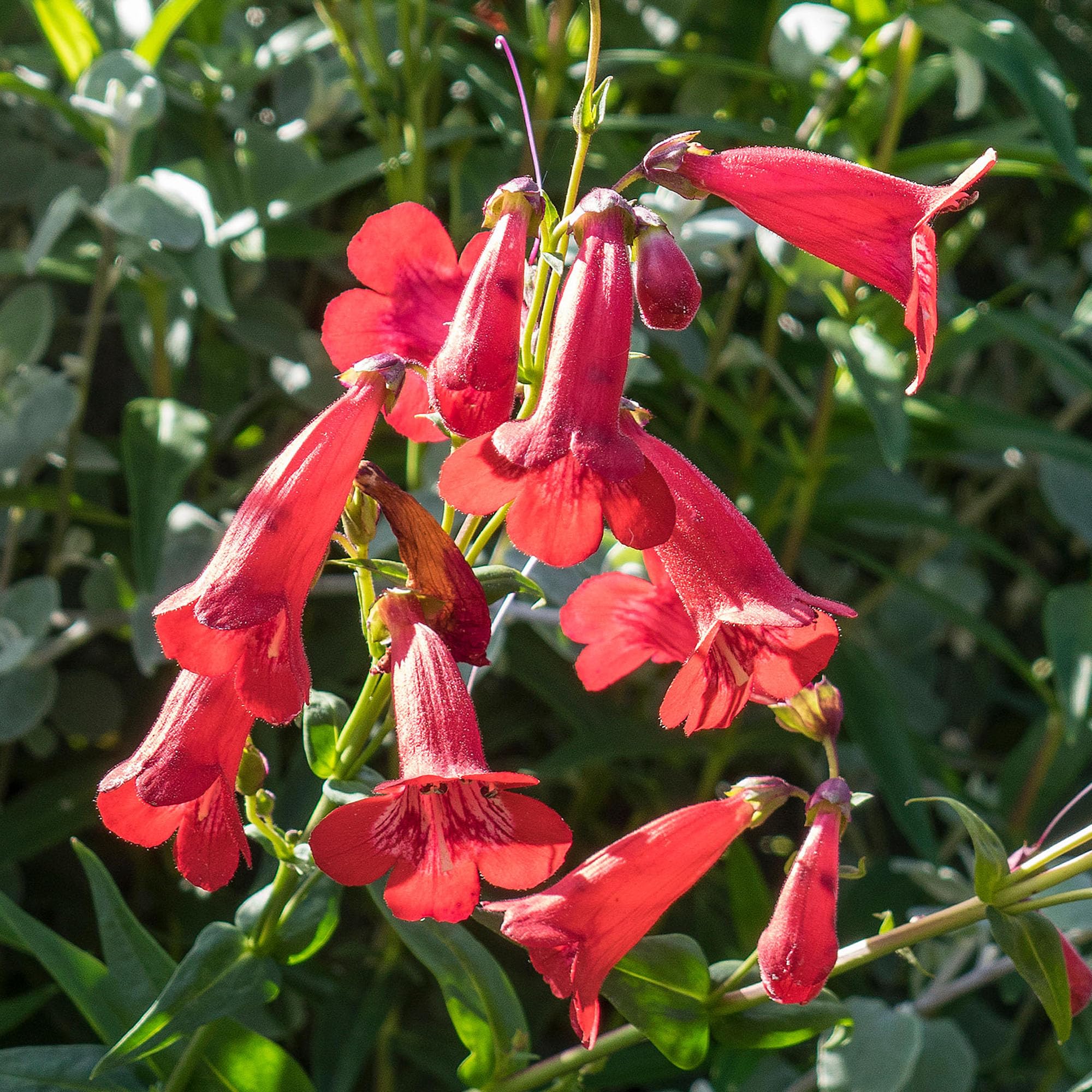 Penstemon Windsor Red - Real Outdoor Plants - Hardy Perennial Garden Flower - Vibrant Red Blooms for Cottage Gardens, Borders & Pots - Live Plant Ready to Grow in UK Gardens (9cm Pot, 10-20cm)