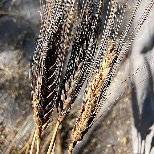 Miniatura 4 de Semillas de trigo de primavera Black Eagle  Paquete de 175 unidades, orgánicas certificadas, sin OMG, polinización abierta, sin tratar semillas de