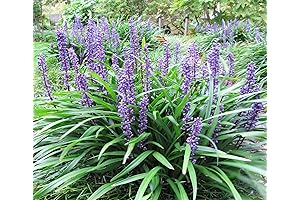 LILYTURF: 5 Liriope Muscari, aka Big Blue Lily Turf/Monkey Grass Flower Seeds