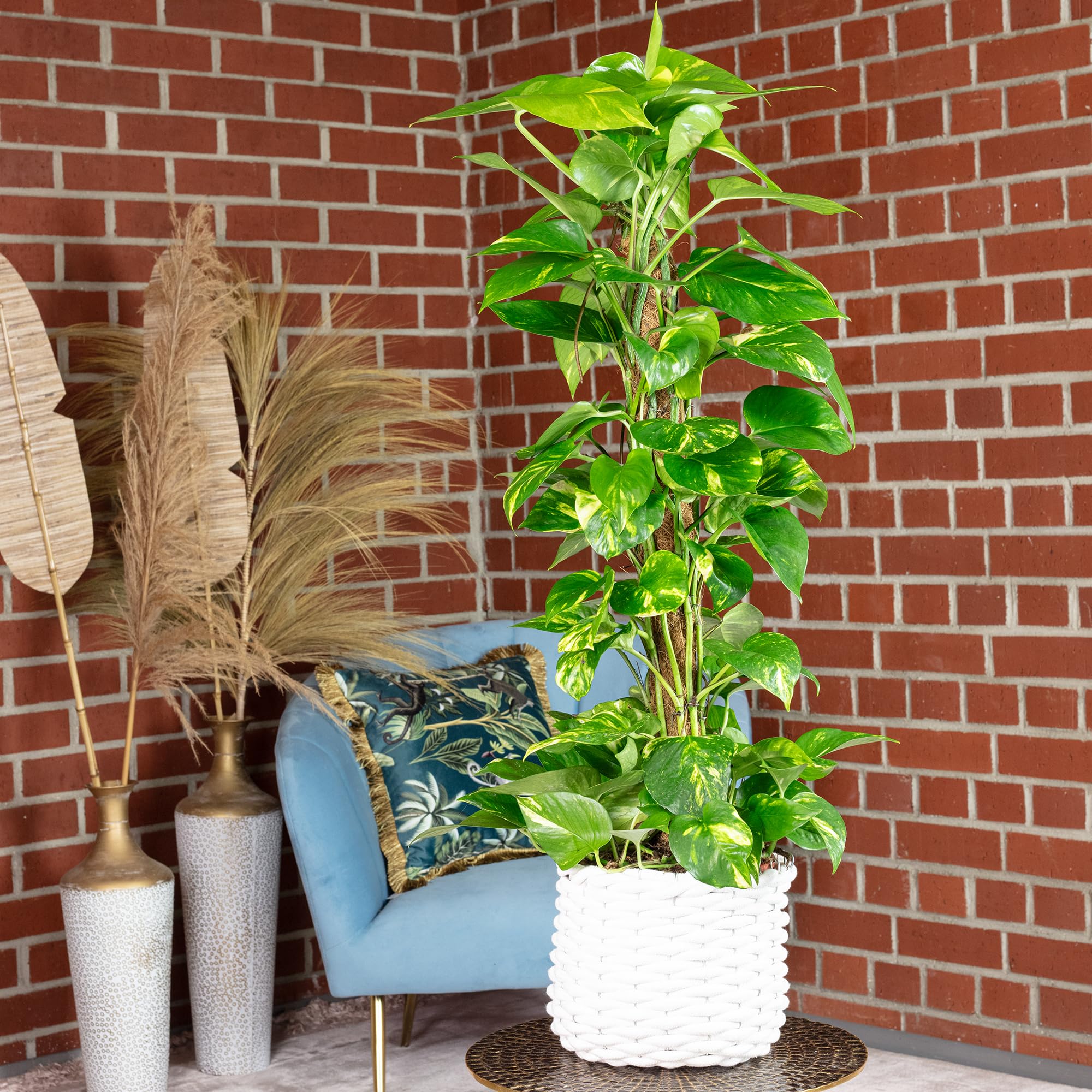 Efeutute am Moosstab - pflegeleichte Zimmerpflanze, Epipremnum aureum - Höhe ca. 80 cm, Topf-Ø 19 cm