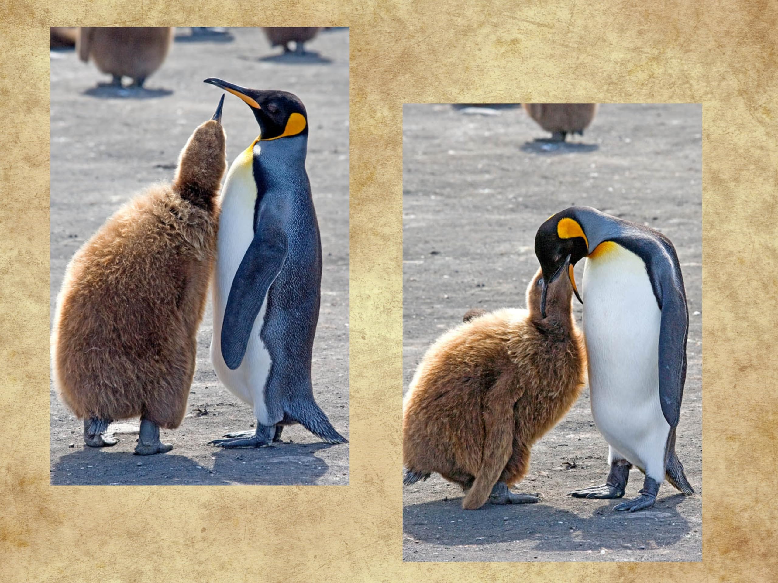 Pinguin-Postkarten-Set – 3 Lustige Motive (Kaiser-, Königs-, Adeliepinguin), DIN A6