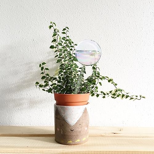 Miniatura 7 de 2 globos de riego de plantas de vidrio iridiscente  Inserto de maceta de riego automático de 9 pulgadas, dispositivos de riego de plantas, bombillas