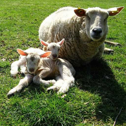 Vanger - App on Amazon Appstore