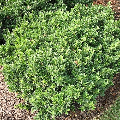 Miniatura 2 de Hoogendoorn Holly Shrub I 20 Live Plants I Ilex Crenata  Árbol de hoja perenne brillante para setos, pantallas de privacidad y detalles decorativos