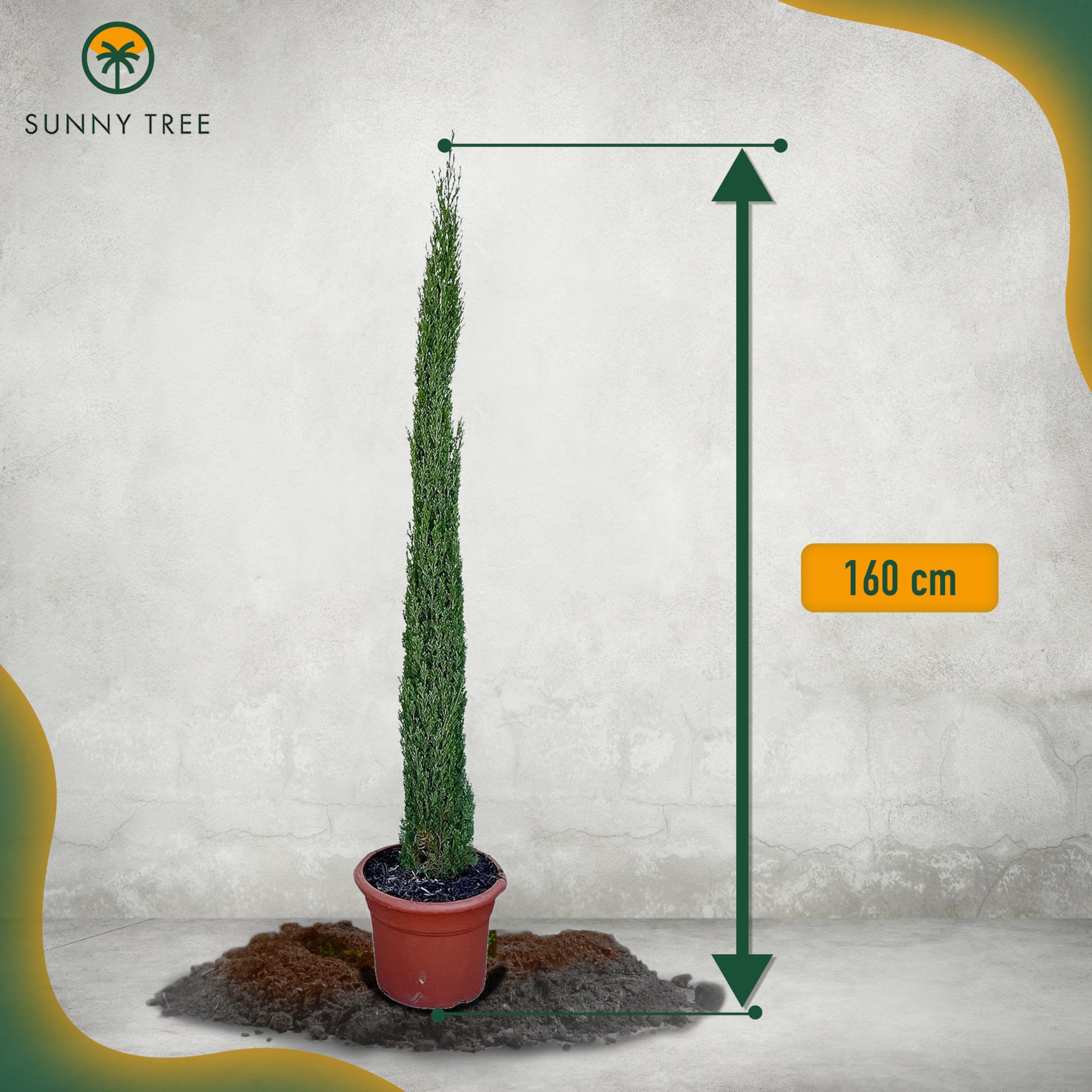 Sunny Tree - Zypresse Sempervirens Totem - Italienische winterharte Zypresse - 160 cm - immergrün - winterhart bis -18