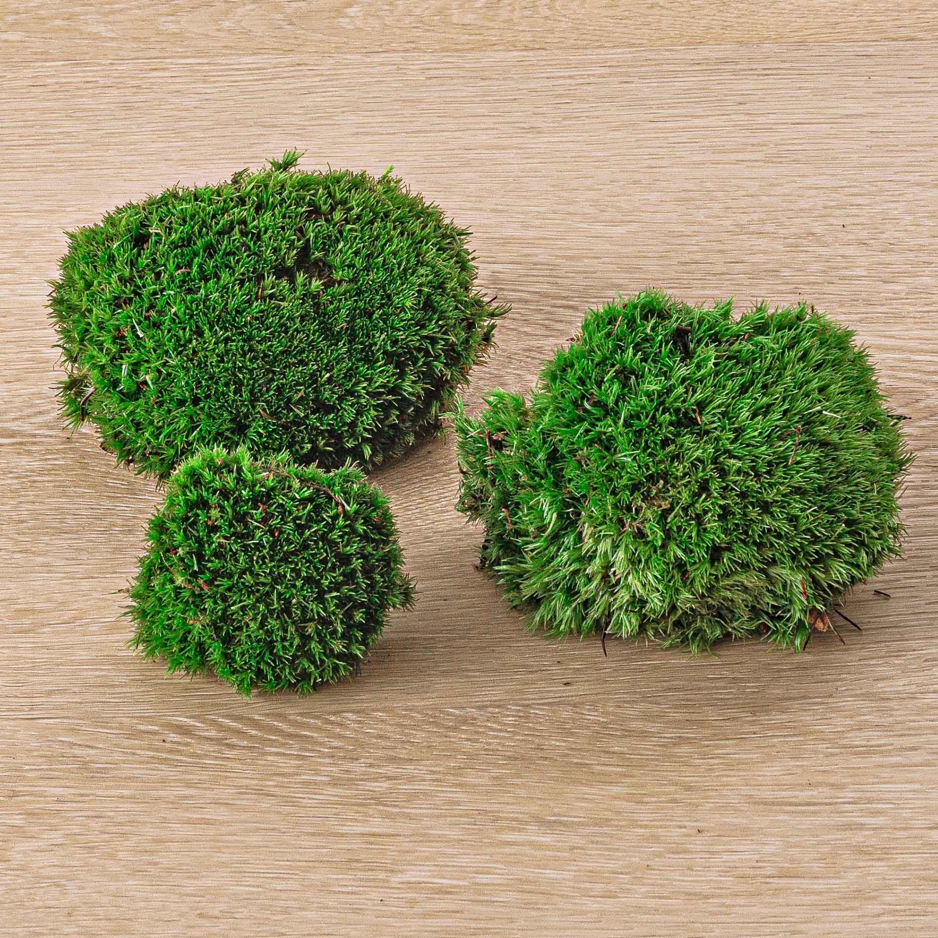 Planten Terrarium Paket – 5 Terrarium Pflanzen, Nachfüll- & Startset für DIY Terrarium, Mini Ökosystem