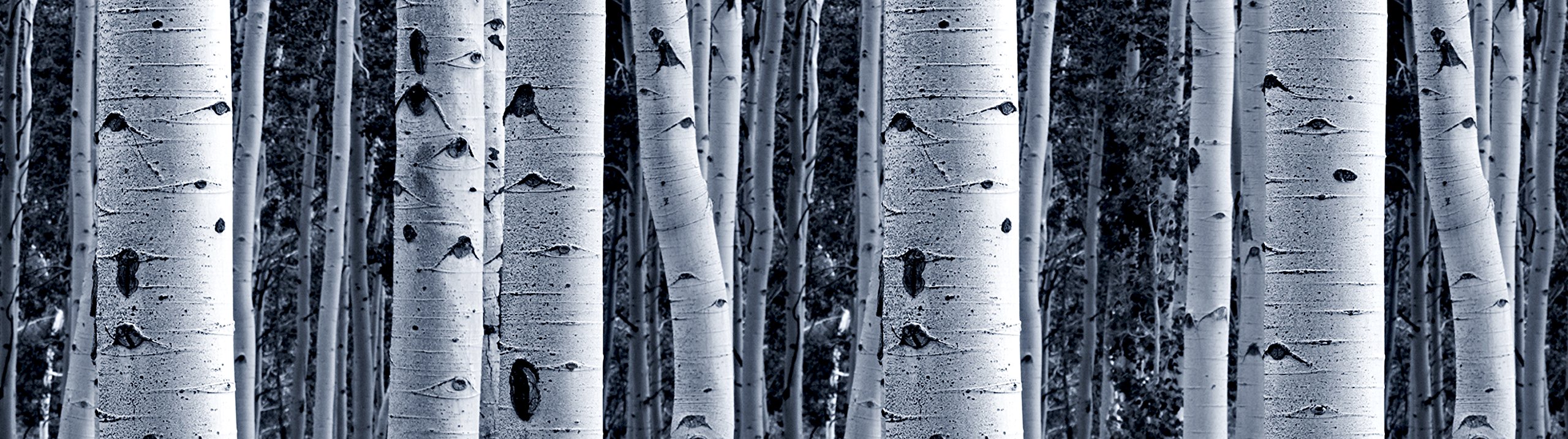 AG Design Wald Bordüre - Selbstklebende Wanddekoration 500x13.8cm | Wasserfest Für Möbel & Wände