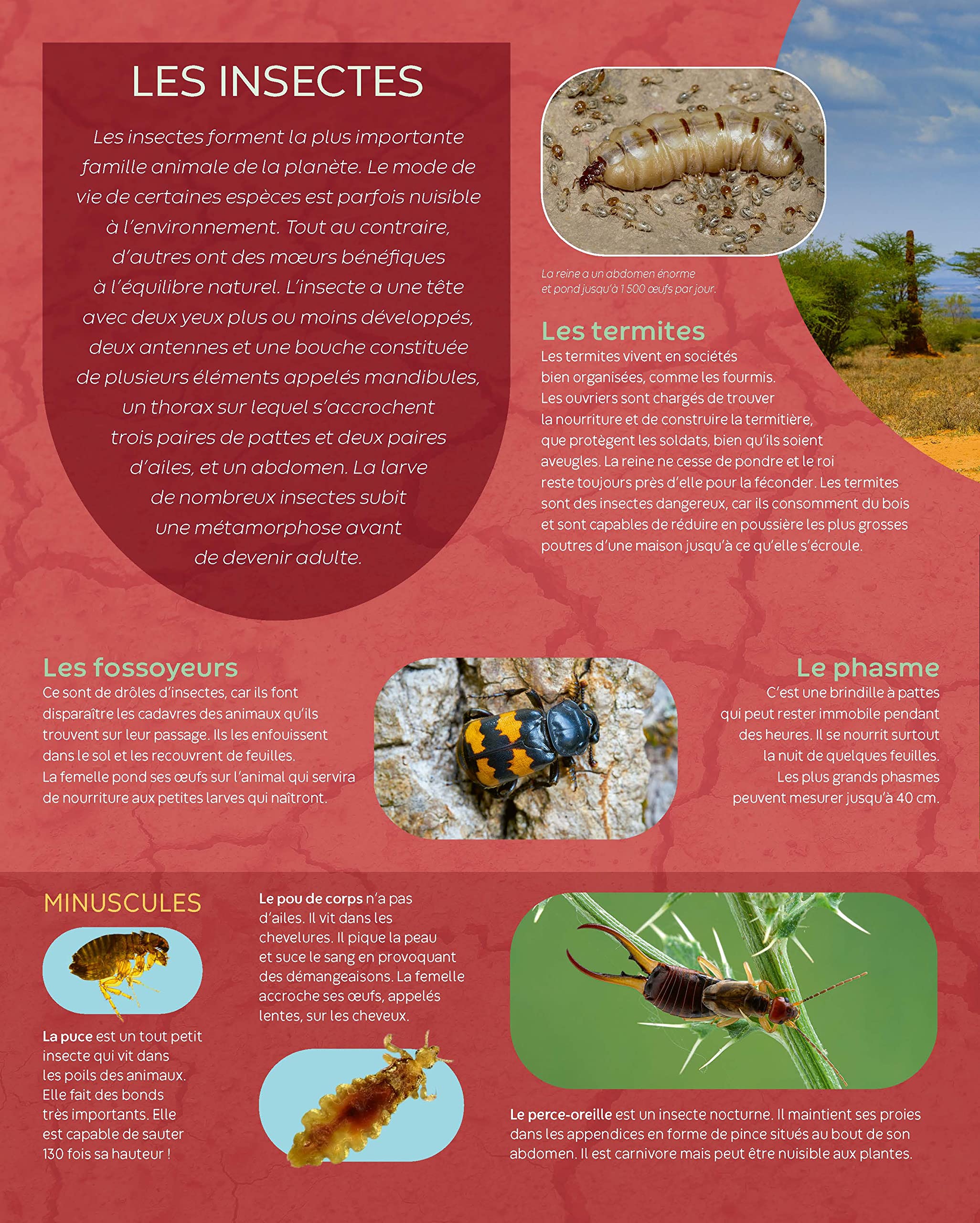 Elle Le Suce Jusqu Au Bout Les insectes : Beaumont, Emilie, Alunni, Bernard, Lemayeur,  Marie-Christine: Amazon.fr: Livres