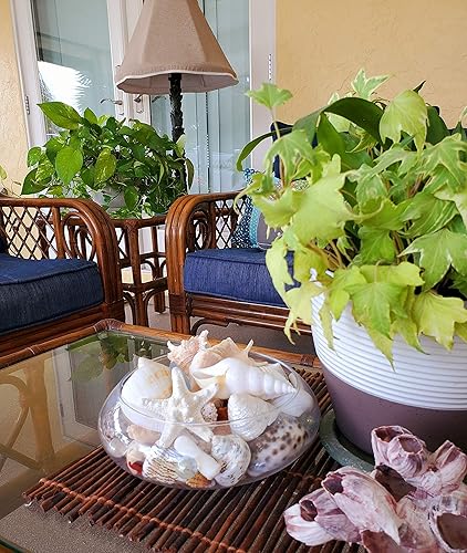 Miniatura 9 de Conchas marinas naturales, estrellas de mar y cristal de mar, generosas 1.5 libras recogidas a mano, empaquetadas a mano, bricolaje, manualidades,