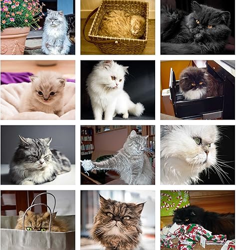 Miniatura 3 de Calendario de escritorio 2024 de gato persa