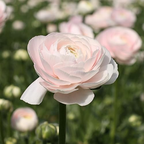 Miniatura 3 de Easy to Grow Bulbos de plantas italianos Ranunculus 'Cloni Success Hanoi' (paquete de 3) – Floración rosa claro en jardines templados de primavera