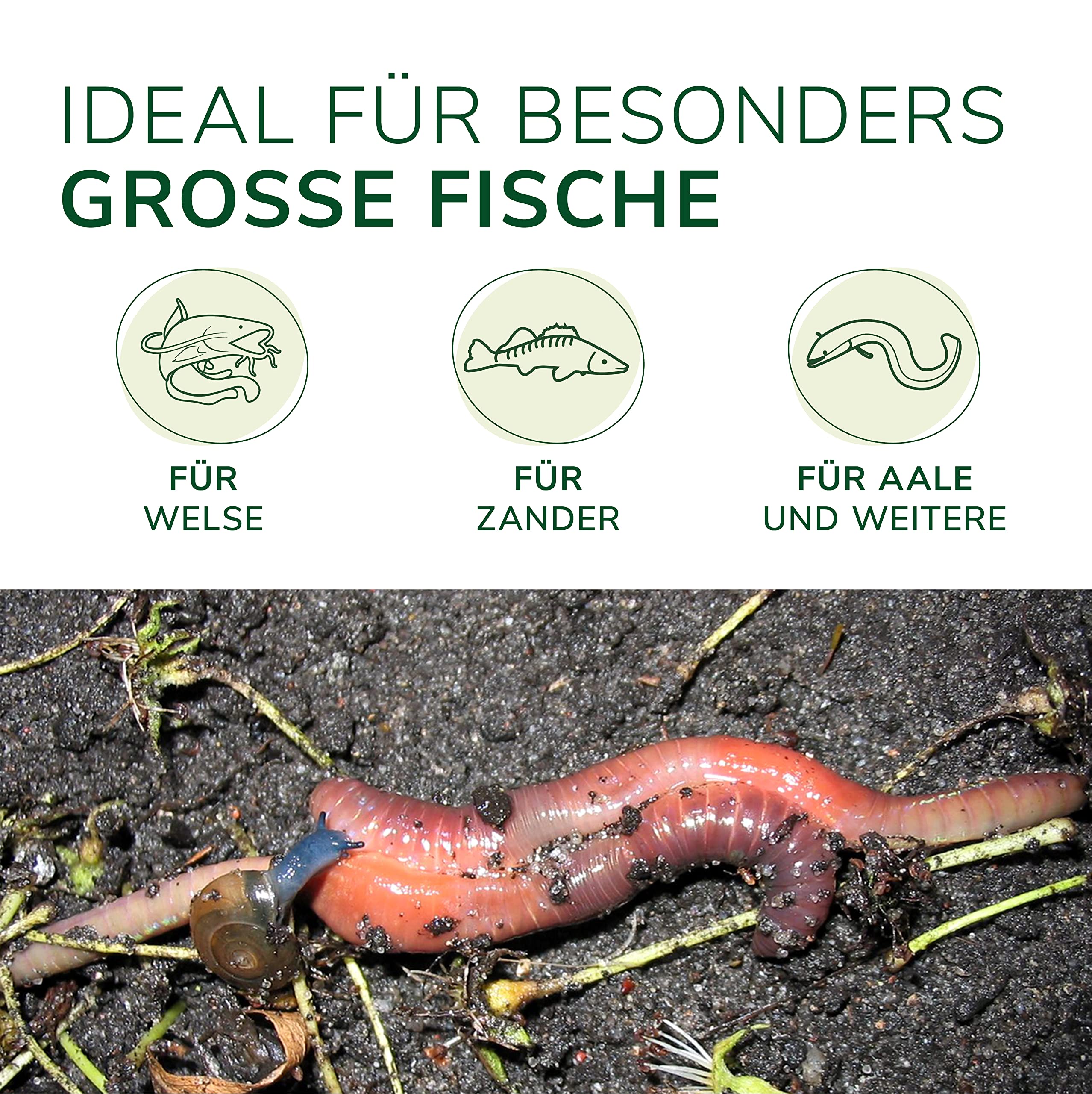 Natursache Tauwürmer lebend/Box I Lebender Angelköder für Wels, Forelle, Lachs, Aal, Zander, Hecht, Karpfen & alle Anderen Arten von großen Weißfischen I Ideales Zubehör für Angler