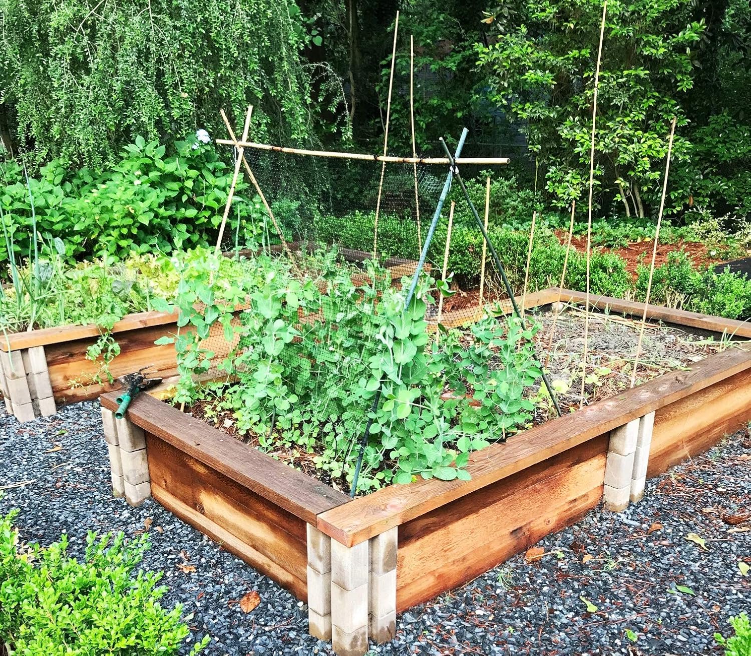 Cardinal Gates Trellis Netting for Growing Vegetables, Fruit and Flowers, Support Climbing Vines (1, 15-Foot)