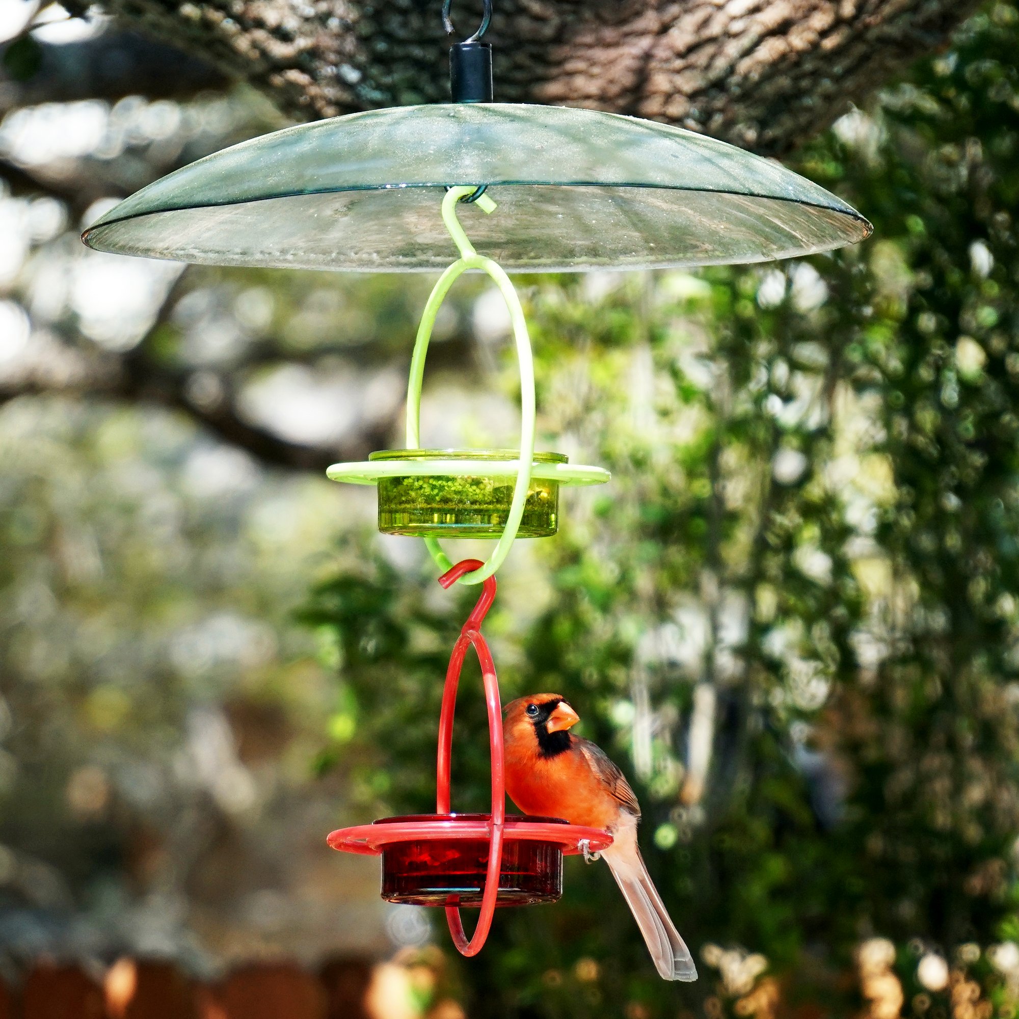 Amazon.com : Mosaic Birds M047-200-L Hummble Bold Bird