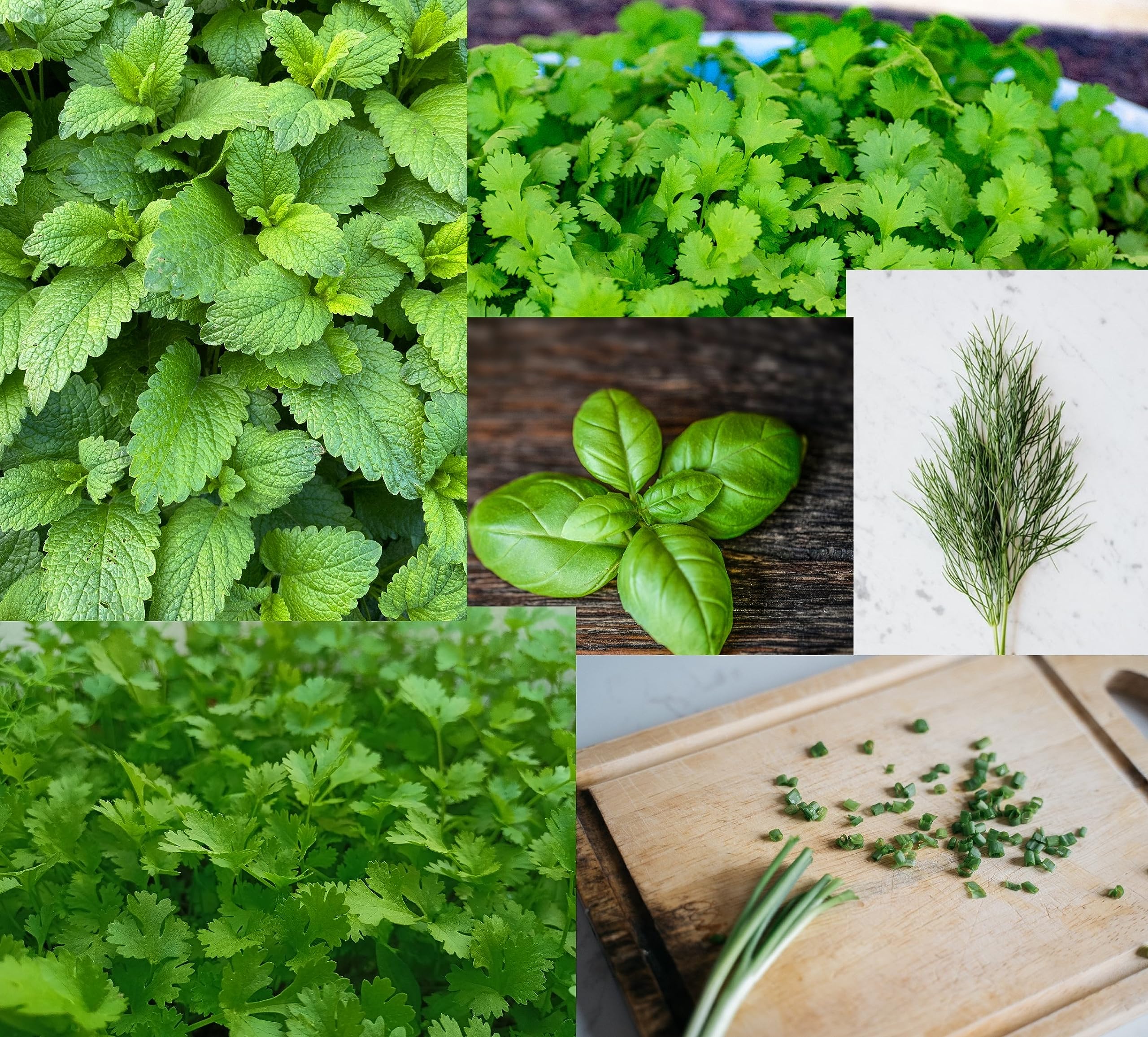 Mixed Pack Herb Plug Plants Grow Your Own Herbs from Our Premium Quality 'Ready to Plant Now' (4 Plug Plants)