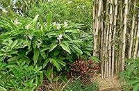 Vista 2 de Semillas de plantas de cardamomo verde (Elettaria Cardamomum) crecen en interiores o exteriores