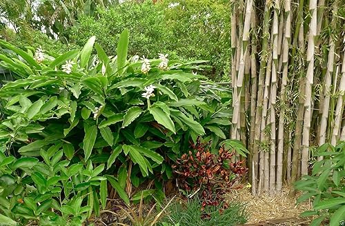 Miniatura 2 de Semillas de plantas de cardamomo verde (Elettaria Cardamomum) crecen en interiores o exteriores