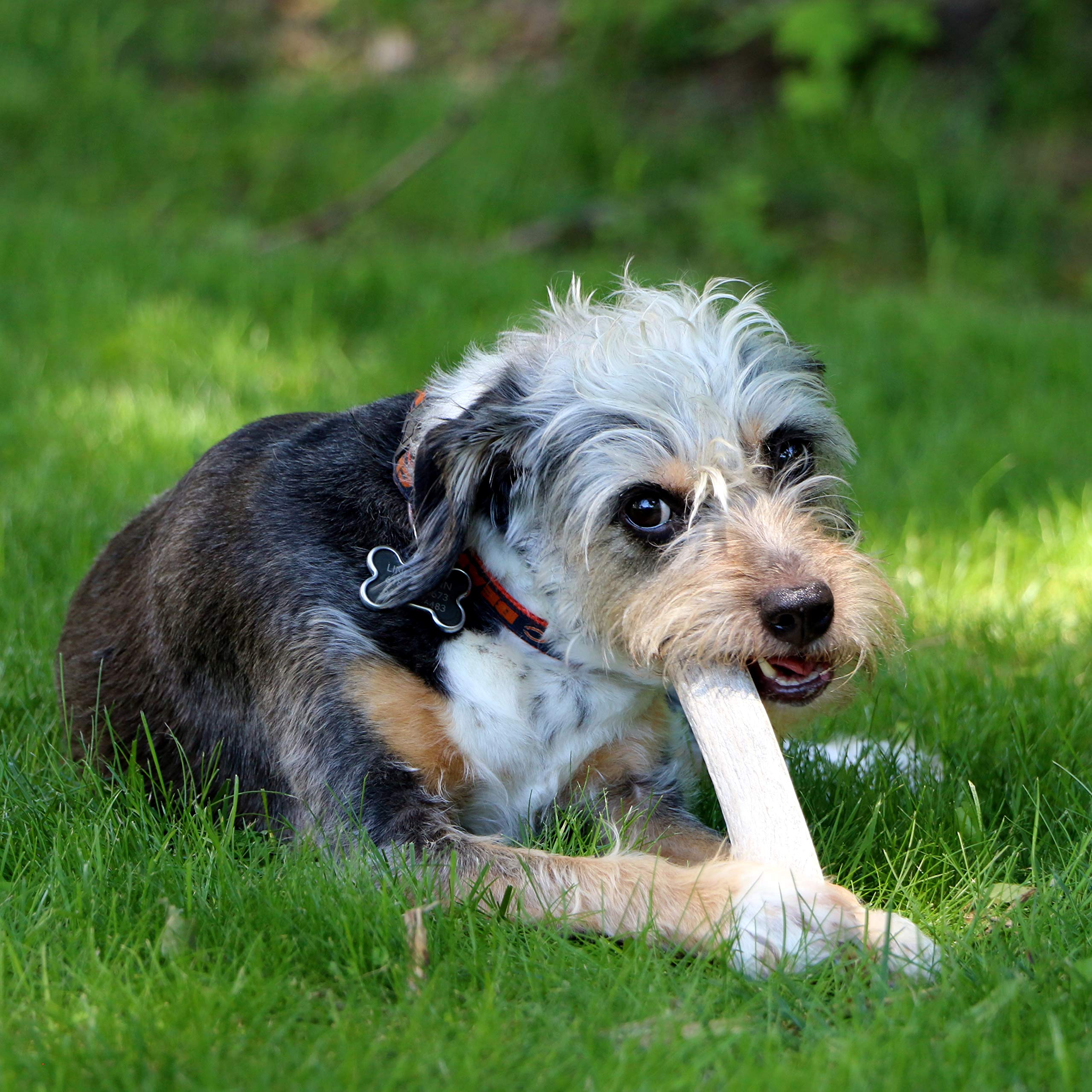 Blonde Shorkie Schnauzer Mix Perfect Pet Chews Deer Antler Dog