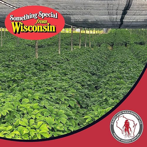 Miniatura 7 de All Natural Pure American Ginseng té