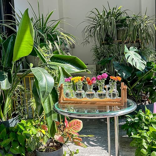 Miniatura 5 de Kingbuy Estación de propagación de plantas con 5 jarrones de bombilla, soporte de madera retro, maceta de vidrio de escritorio, terrario para