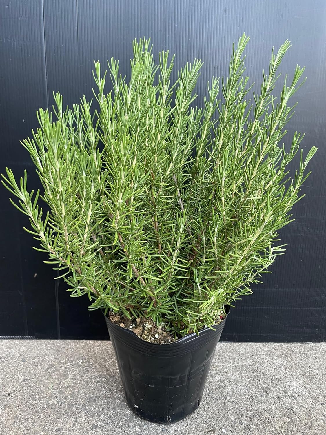 Amazon.co.jp 爽やかな香り ≪ローズマリー6号ポット≫(Φ18㎝) 抗酸化作用 アンチエイジング 家庭菜園 ガーデン プランター