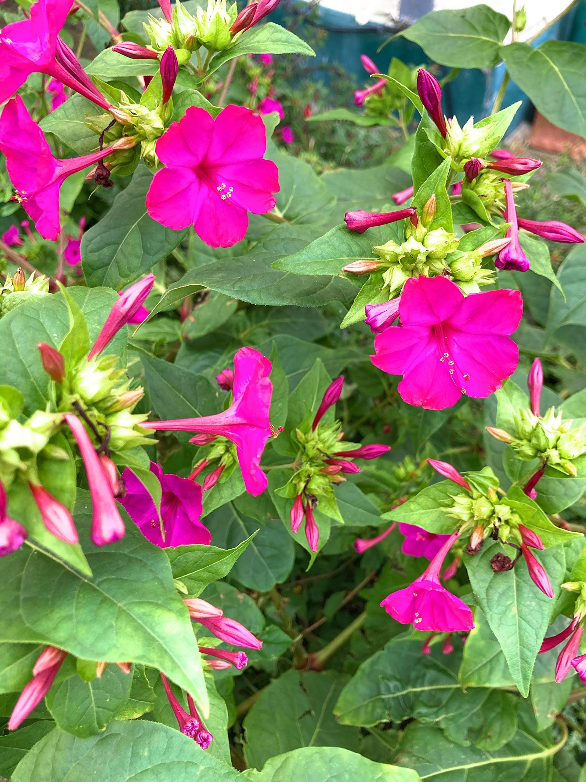 Two Mirabilis Jalapa (Marvel of Peru or Japanese Wonder Flower) Plants in 12cm Pots (Free UK Postage)