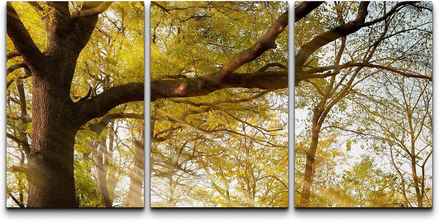 Amazon.com: wall26 Canvas Print Wall Art Set Autumn Sunlight Through ...