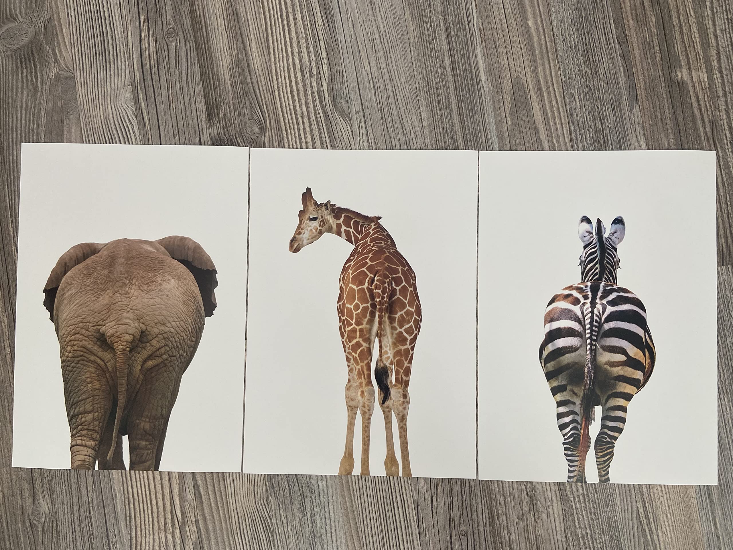 Eviepops Prints Elephant Giraffe Zebra Bum Unframed Set of 3 Safari Animal Prints in Colour, Funny Home Decor, Home Wall Art - Image 2