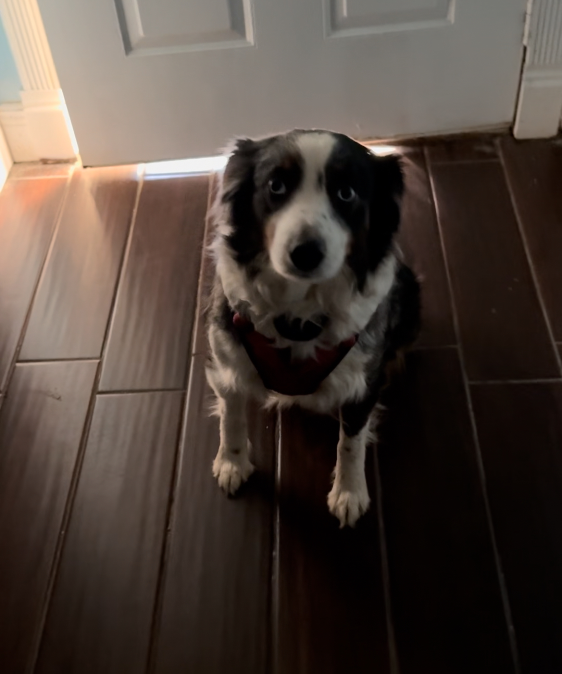 Great way to train and discipline your pets. on Amazon Live