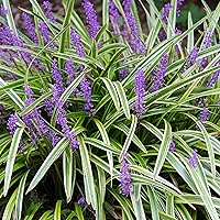 Vista 3 de Liriope abigarrado 1 galón
