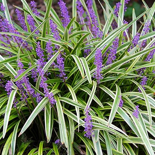 Miniatura 3 de LIRIOPE abigarrado - Tamaño 1 galón, planta viva, incluye fertilizante de mezcla especial y guía de plantación