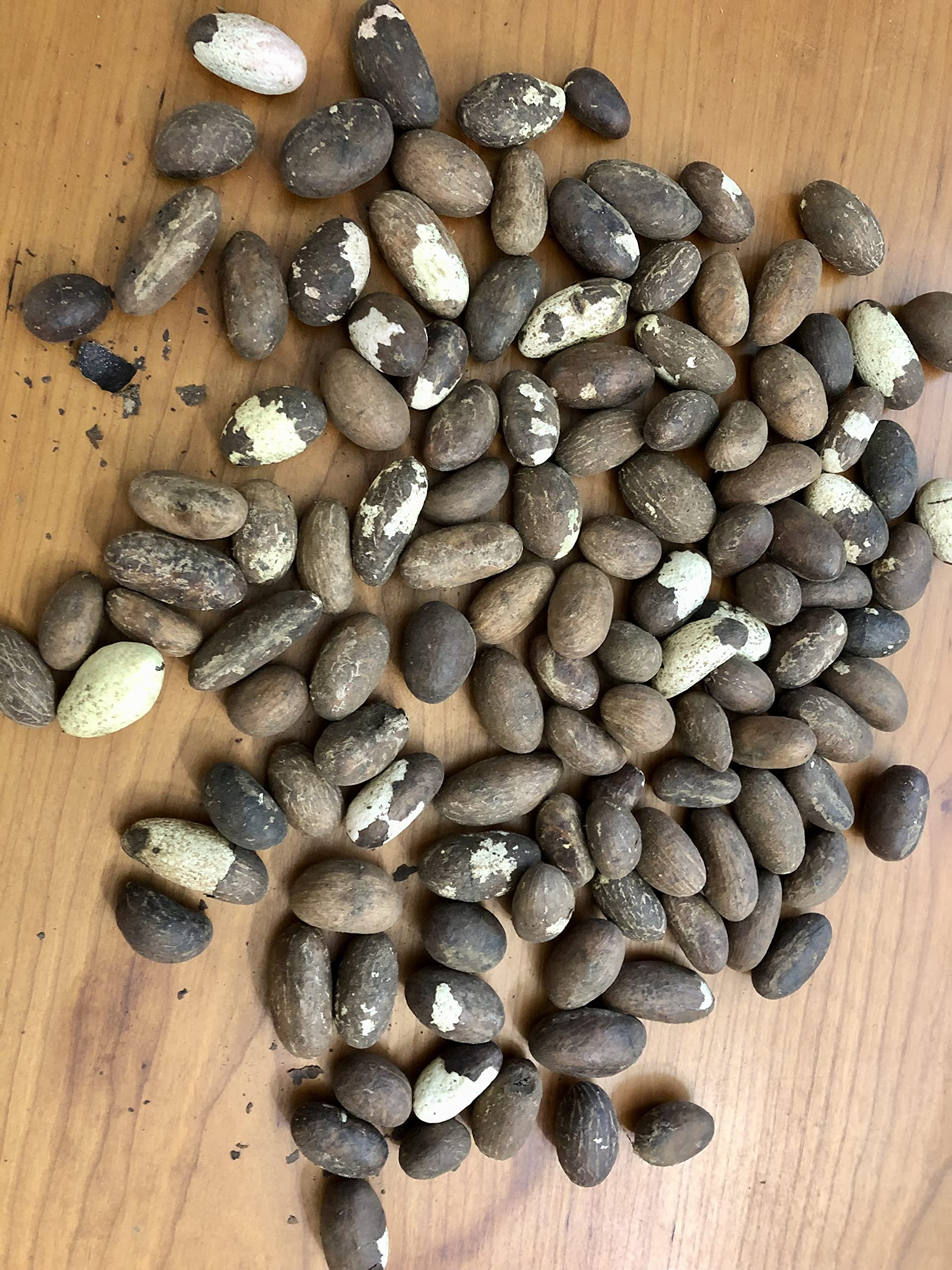 20 noix de petits Cola - Bitter Cola - Qualité supérieure