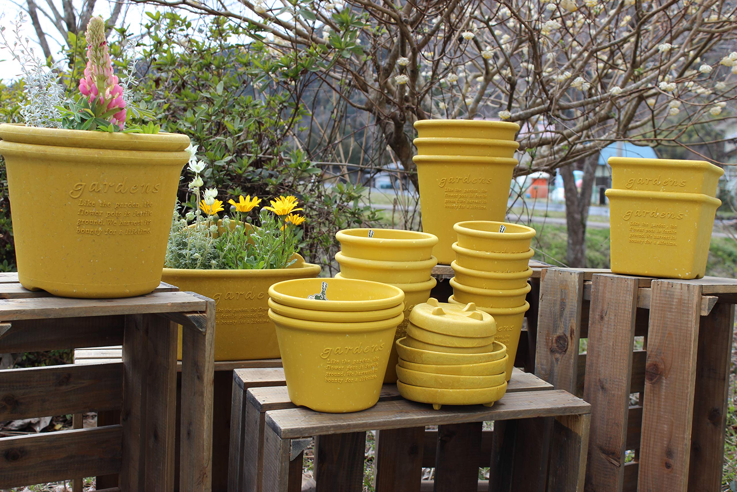 Amazon.com: Eco Pot/Flower Pot, Shallow Type, No. 6, Mustard