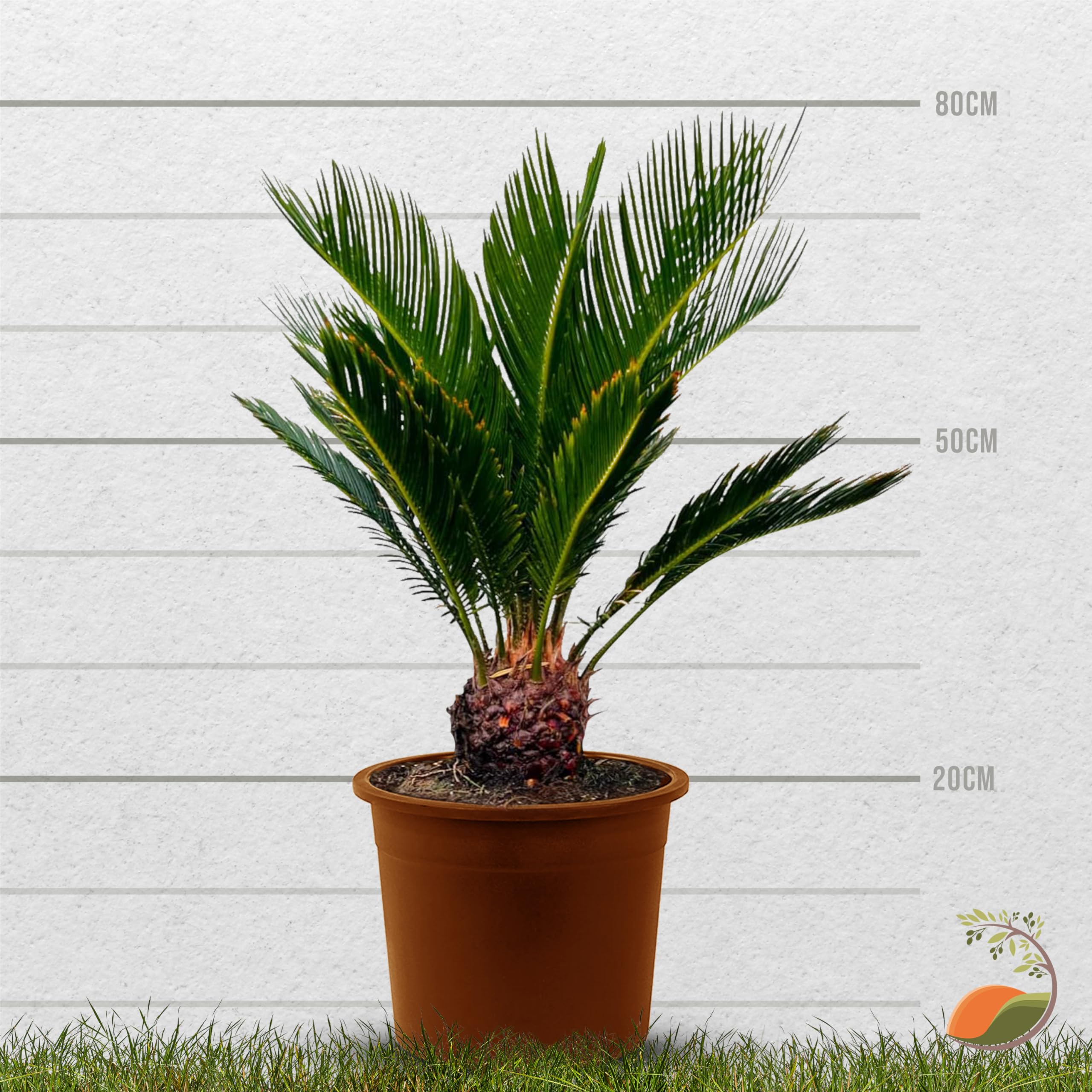 Tropictrees  Cycas Revoluta - Immergrne Pflanze - Palmfarn  Sagopalmfarn   Zimmerpflanzen -Japanischer Palmfarn - 80cm Hhe - Stammhhe 5/10cm :  Amazon.de: Garten