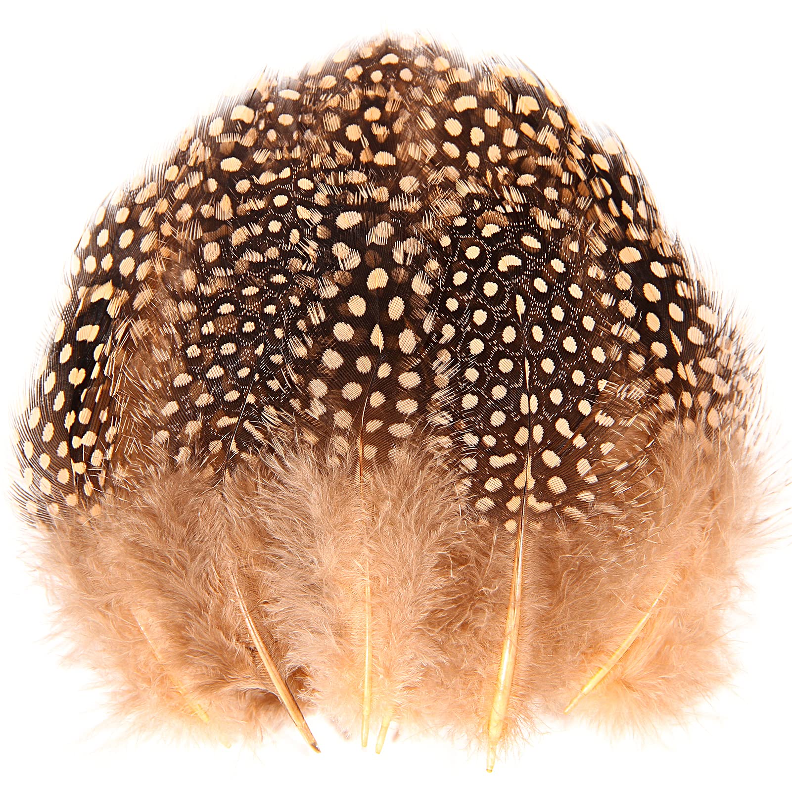 THARAHT Spotted Feathers 120pcs 2-3inch Small Natural Bulk Guinea Pheasant Feather for Crafts Hats Dream Catcher Decoration Feathers,Champagne