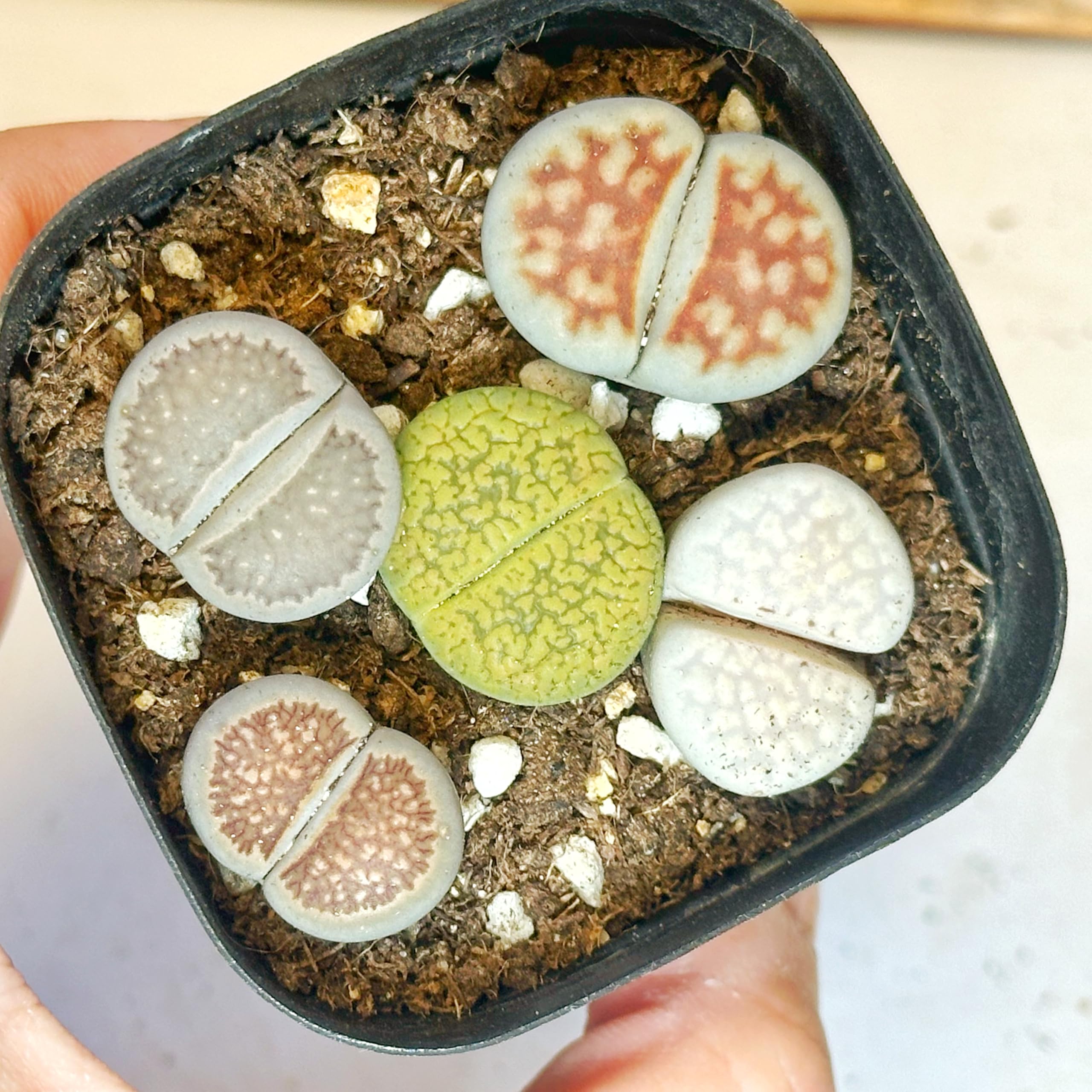 5pcs Lithops in 6cm Pot, Brilliant Colour Lithops Living Stones Plants, Easy-Care Cactus Succulent House Plant in Pot - Live Plants