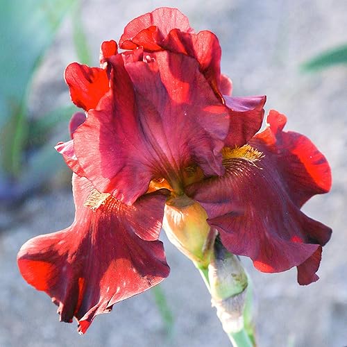 Miniatura 7 de Easy to Grow Barbudo Iris Califlora 'Mariposa Skies' Planta Rizoma Bulbo (1 Paquete)  Floración bicolor púrpura claro y blanco en jardines de