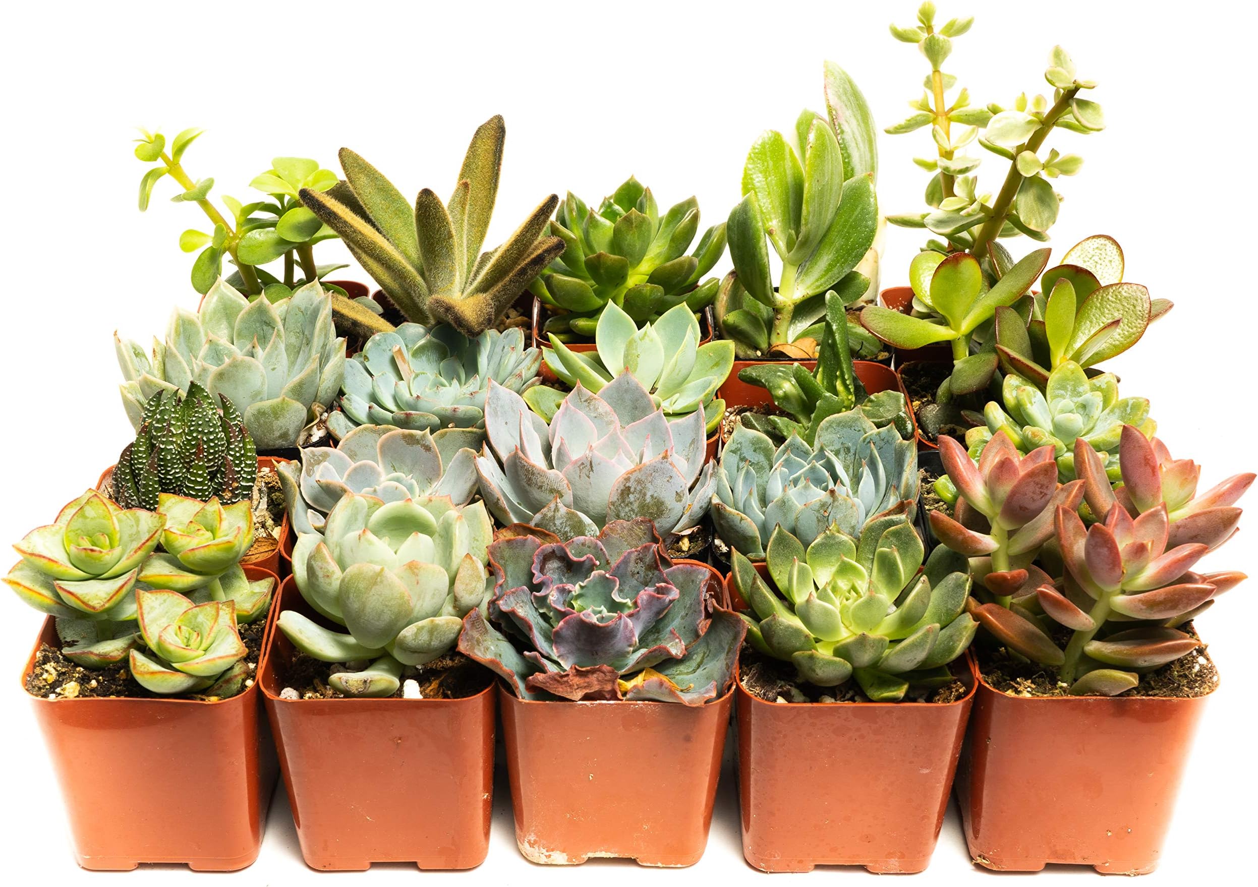 Succulent Assorted Pack- Perfect for Weddings, Party Favors, Home Gardens, and Social Events by Jiimz (20 Pack)
