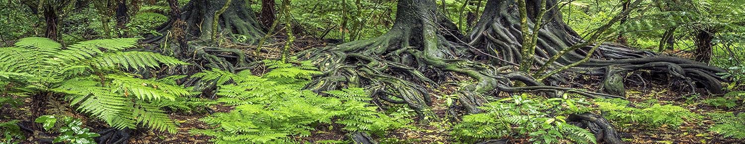 Reptile Habitat Background; Rain Forest Ferns & Roots, for 48Lx18Wx18H Terrarium, 3-Sided Wraparound
