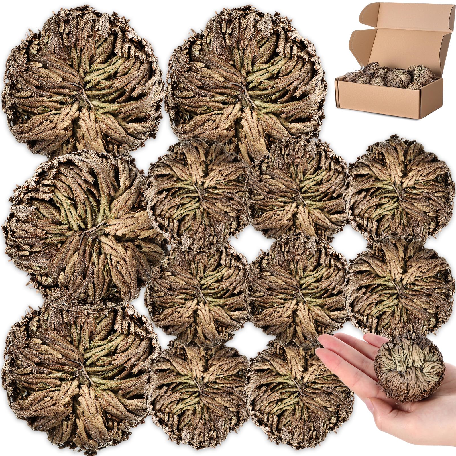 Nuanchu 12 Pack Rose of Jericho Resurrection Plant Dried Jericho Rose Selaginella Resurrection Grass Natural Fern Prayer Plant for Spiritual