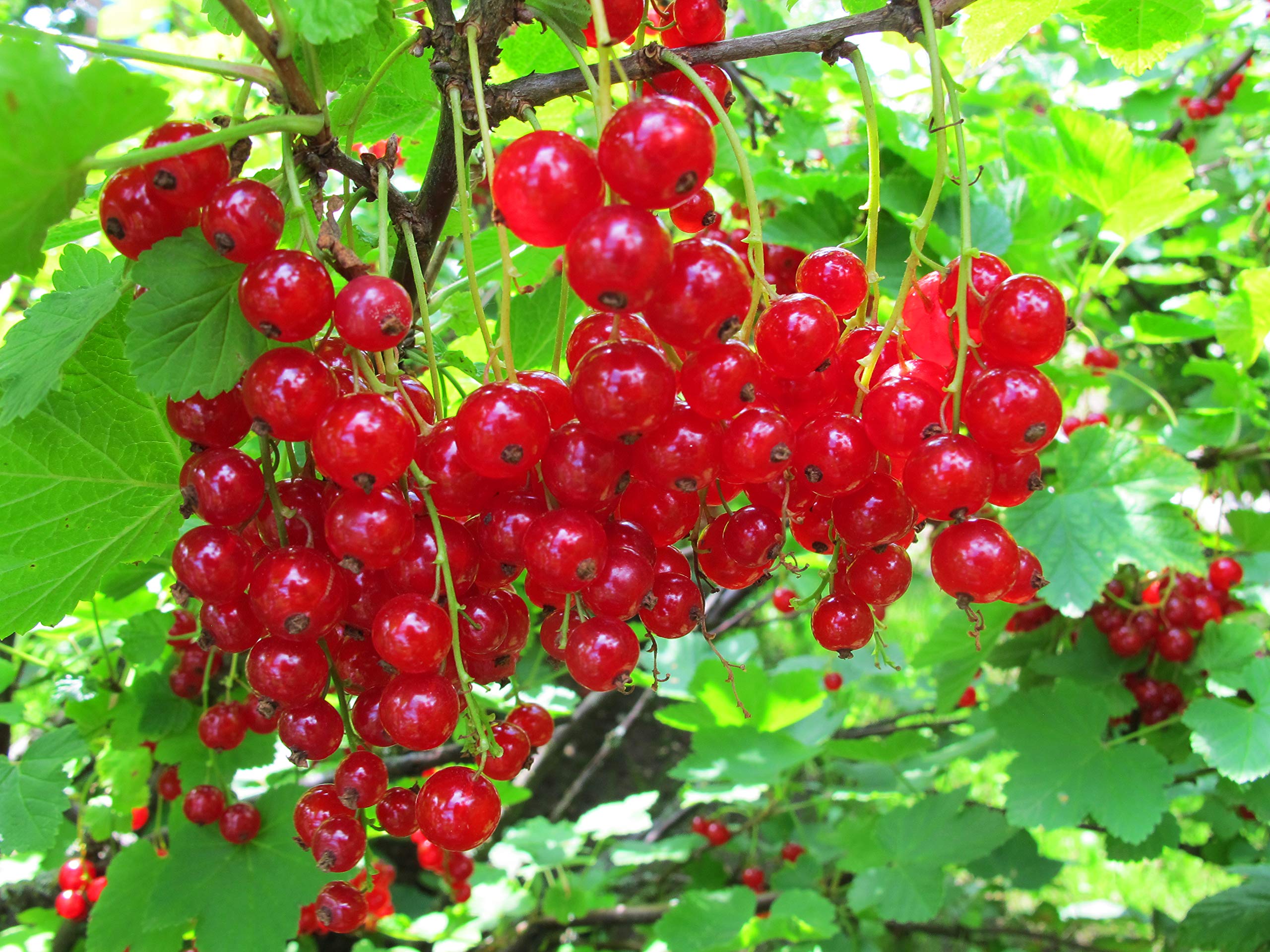 Amazon.com : 1223-Red Currant Berry Bush (Ribes rubrum