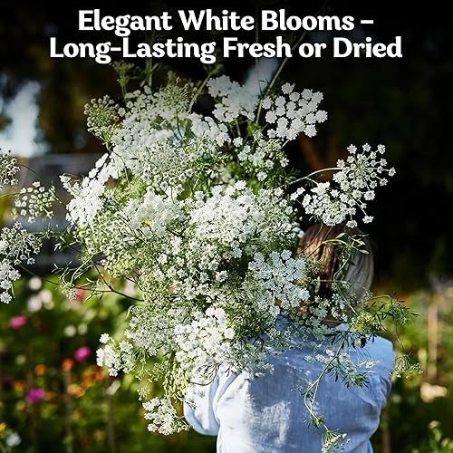 Miniatura 4 de KVITER 1000 semillas de encaje de White Queen Anne's (Daucus Carota)  Semillas de zanahoria silvestre de reliquia no transgénica, semillas de flores